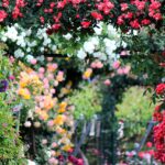 19.06.2022 Rosenmarkt und Kunstgalerie Mössingen