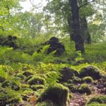 Durch Wald, Obstwiesen und Renaturierung