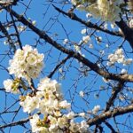 Vortrag zum Schutz der Bienen