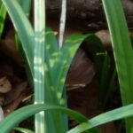 „Zur Märzenbecherblüte ins Geisinger Tal“