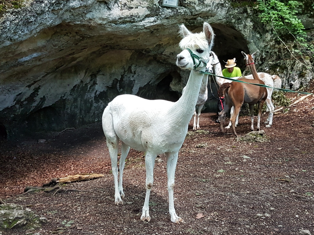 Seniorenwanderung - Rund um Melchingen