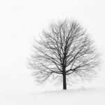 Wilhelm Müller - Franz Schubert: Die Winterreise… und andere Fluchtgeschichten 15.12.23 - Kulturscheune Mössingen