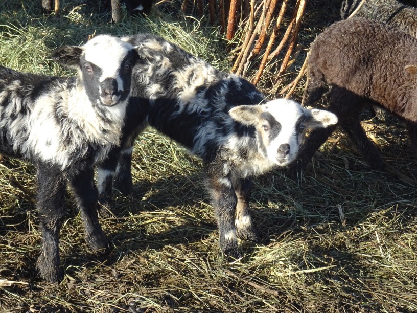 Osterferien Wollwoche